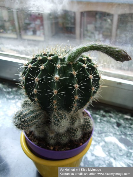 Echinopsis Kindel und Knospe_klein.jpg