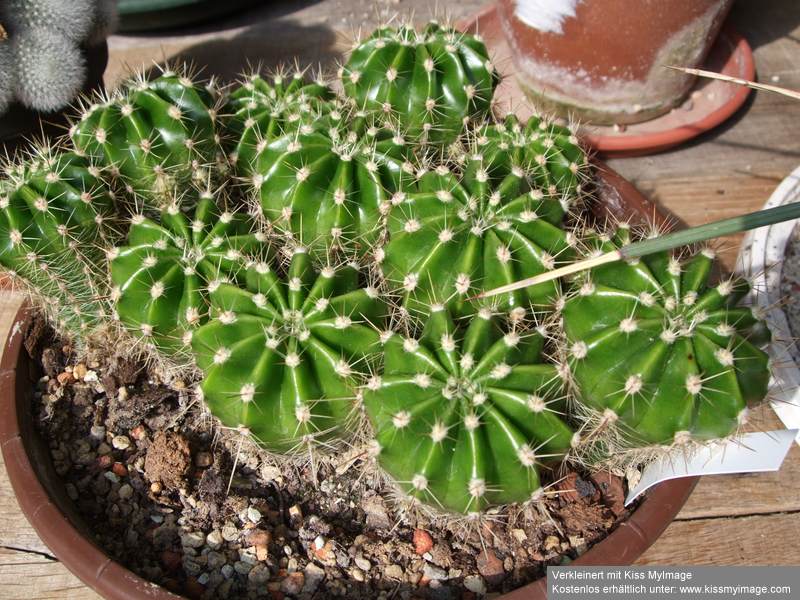 Echinopsis_klein.jpg