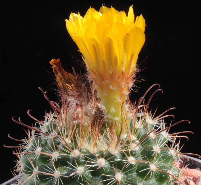 Parodia weberiana