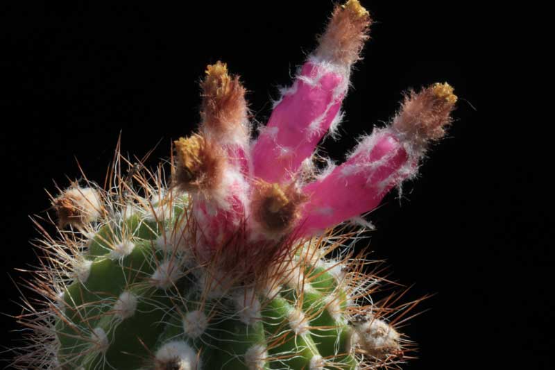 Parodia miguelensis