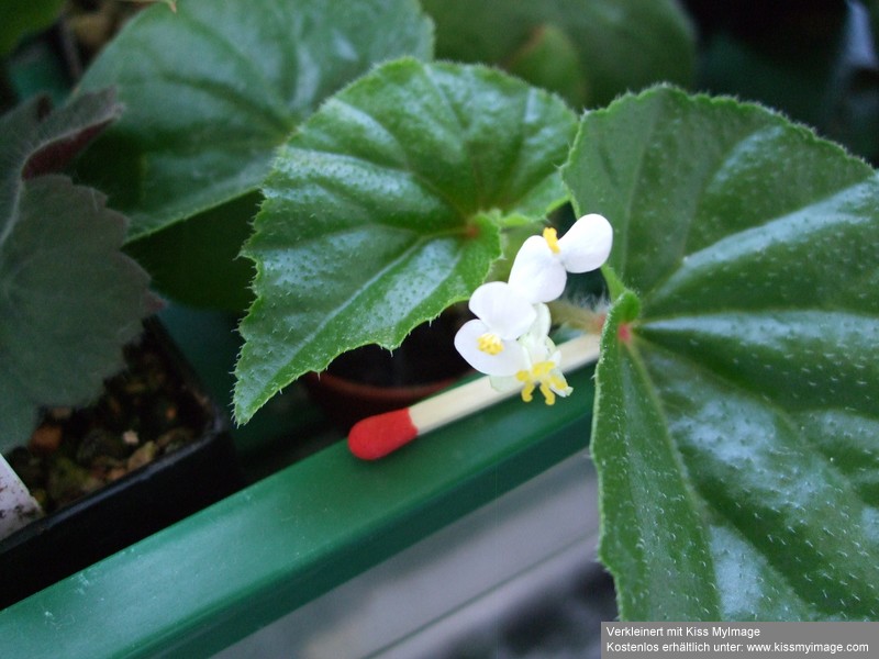 Begonia Größenvergleich_klein.jpg