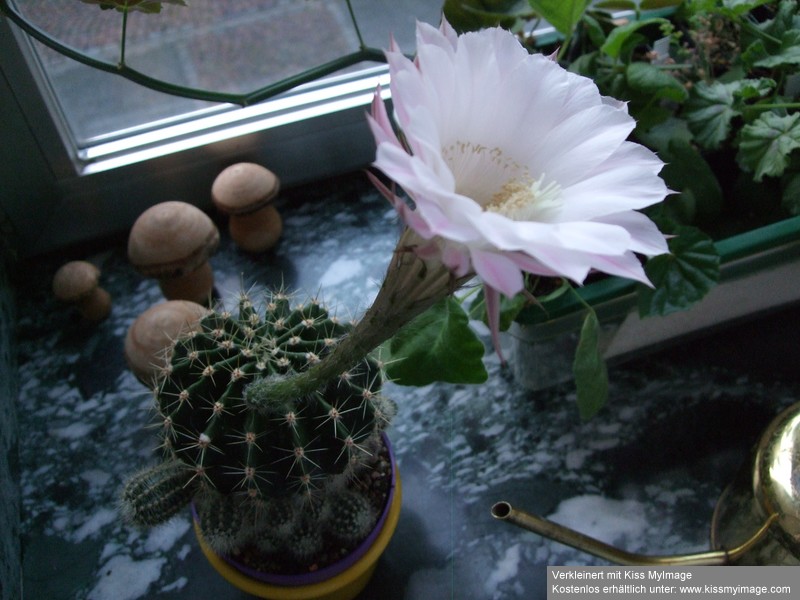 Echinopsis_klein.jpg