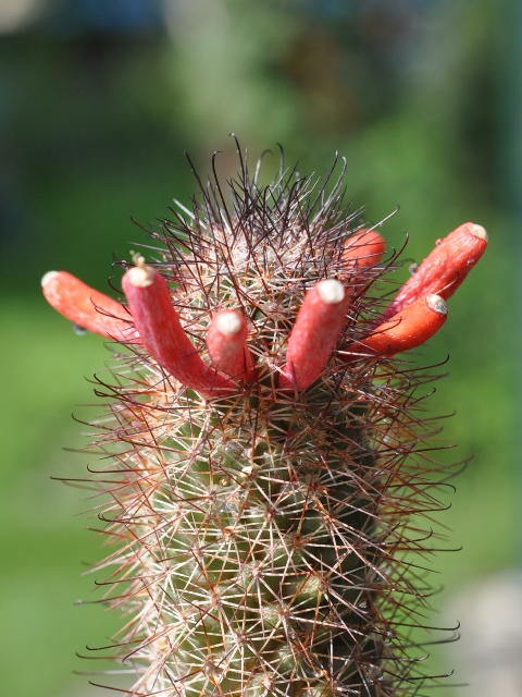 Mammillaria fraileana klein.jpg