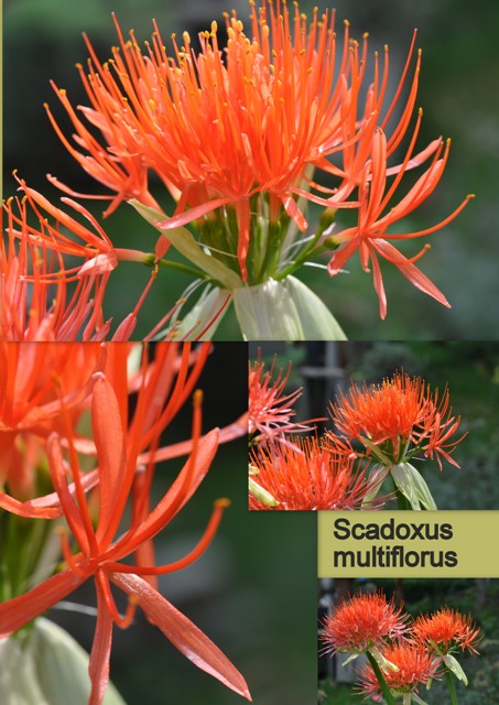 Scadoxus multiflorus klein.jpg