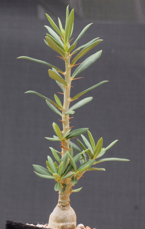 Pachypodium_bispinosum.JPG