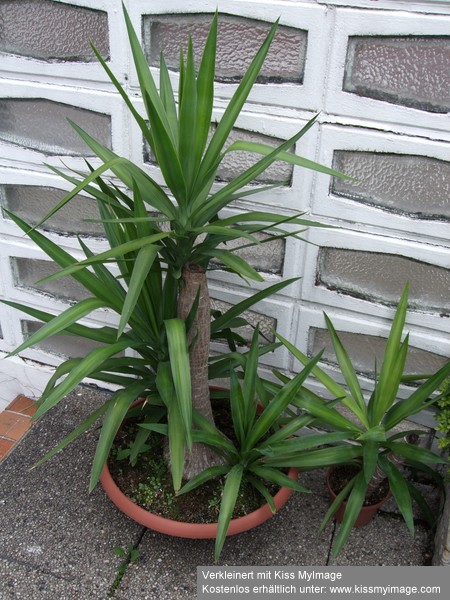 Yucca elephantipes_klein.jpg