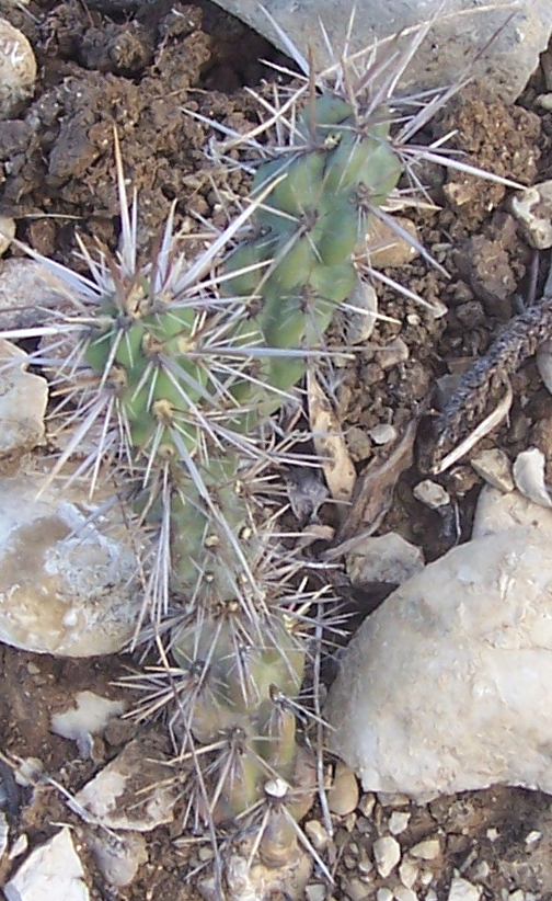 Cylindropuntia imbricata_2R5_150814.png