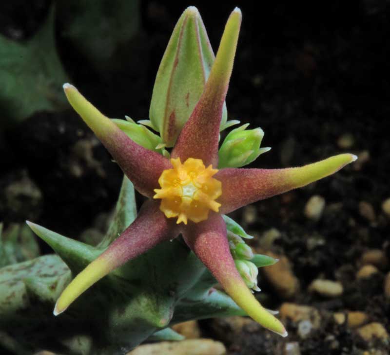 Orbea wissmannii