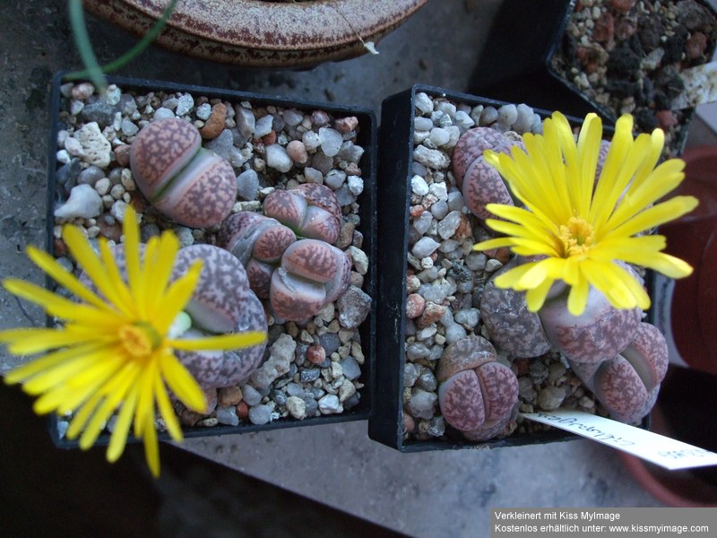 Lithops gesinae_klein.jpg