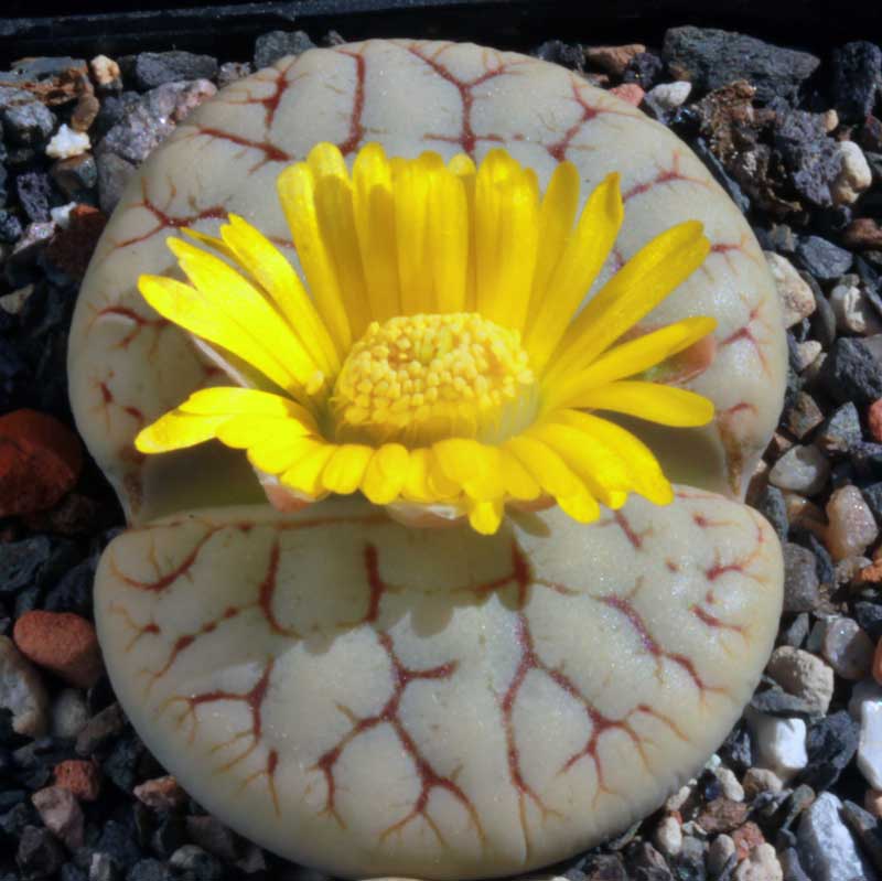 Lithops gracilidelineata C 383