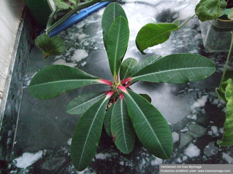 Euphorbia viguieri_klein.jpg