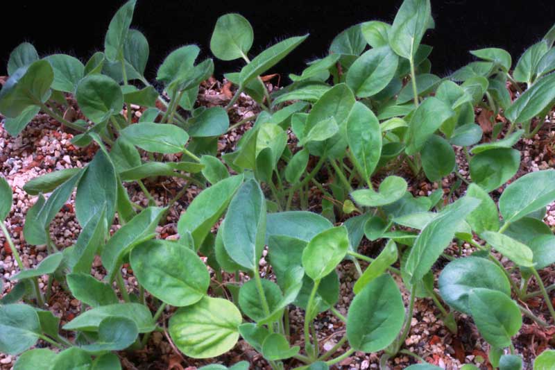 Pelargonium aestivale