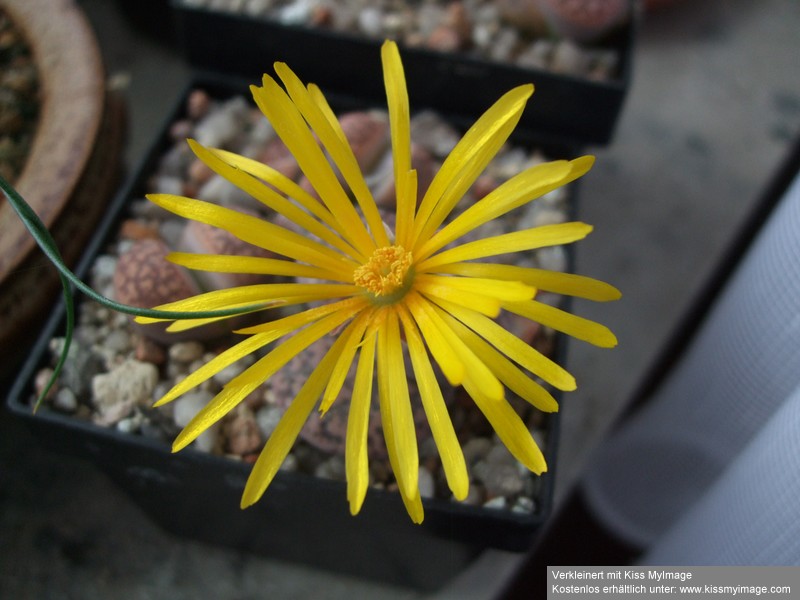 Lithops gesinae_klein.jpg