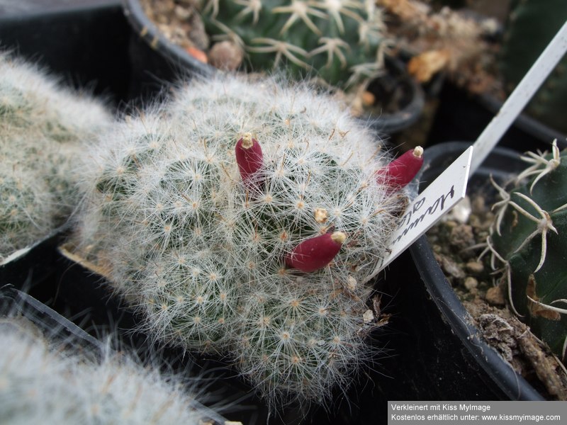 Mammillaria glasii Früchte_klein.jpg