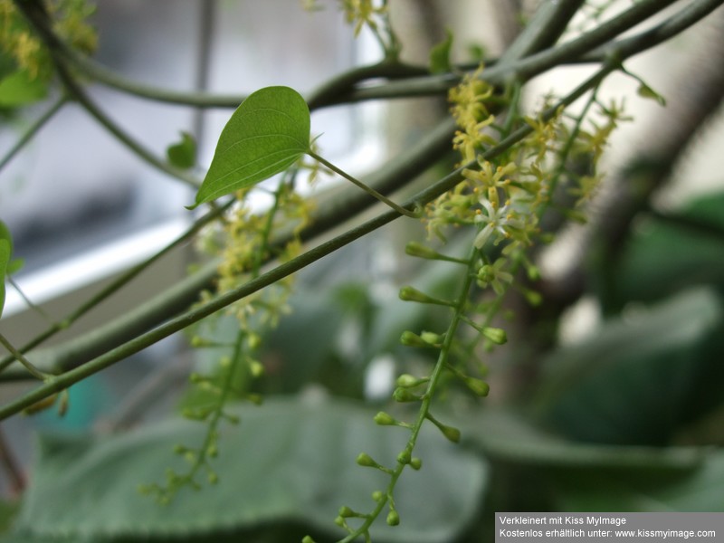 Dioscorea Blüte_klein.jpg