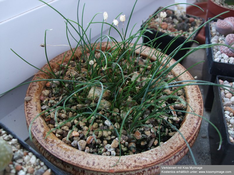 Drimia uniflora_klein.jpg