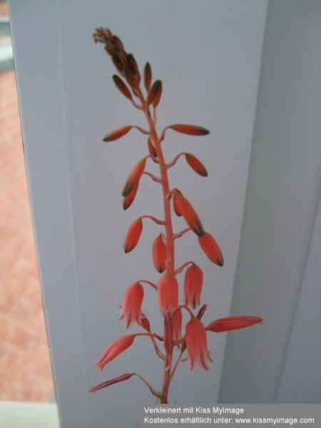 Aloe bellatula Blüte_klein.jpg