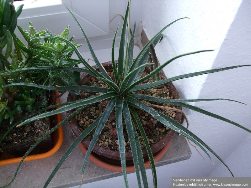 Aloe bellatula_klein.jpg