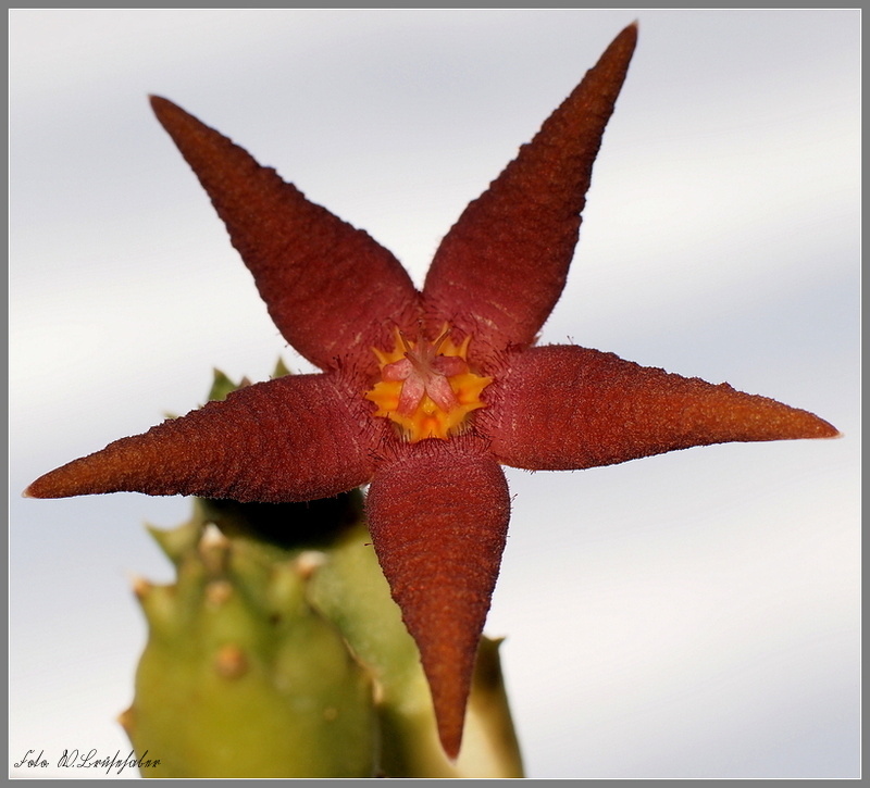 Wasserzeichen_Stapeliaflavopurpurea.JPG