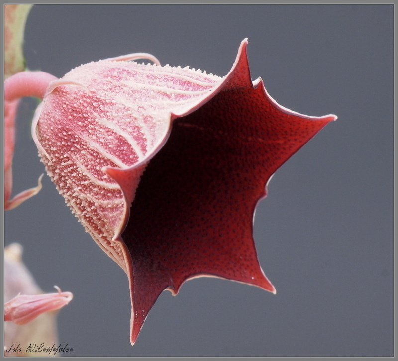 Huernia keniensis