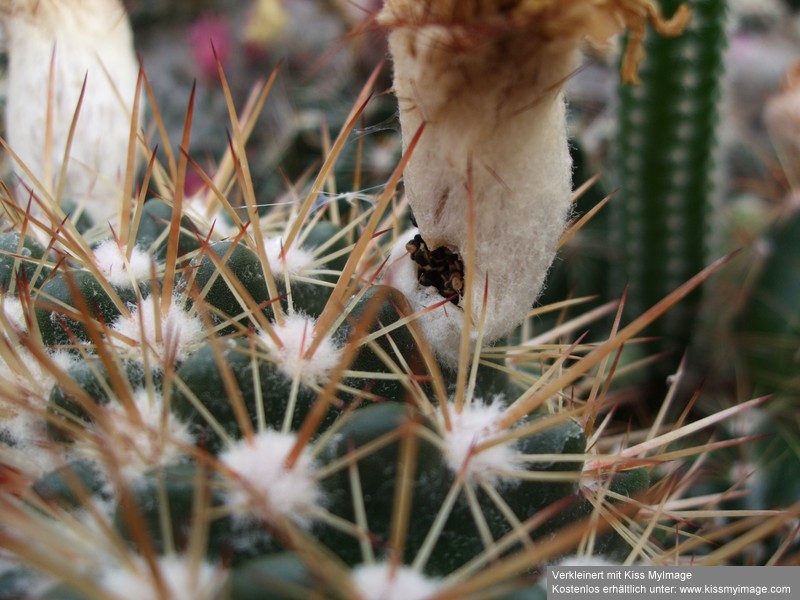 Notocactus roseoluteus Frucht_klein.jpg