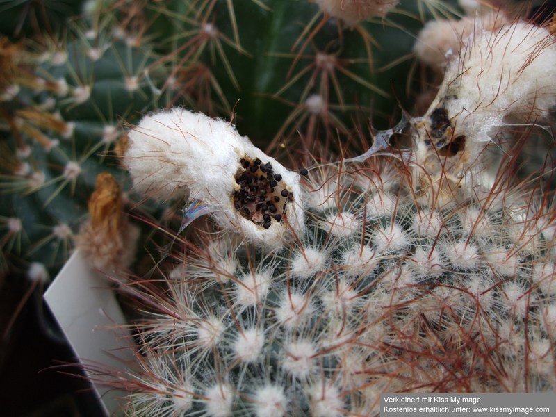 Notocactus tabularis Frucht_klein.jpg