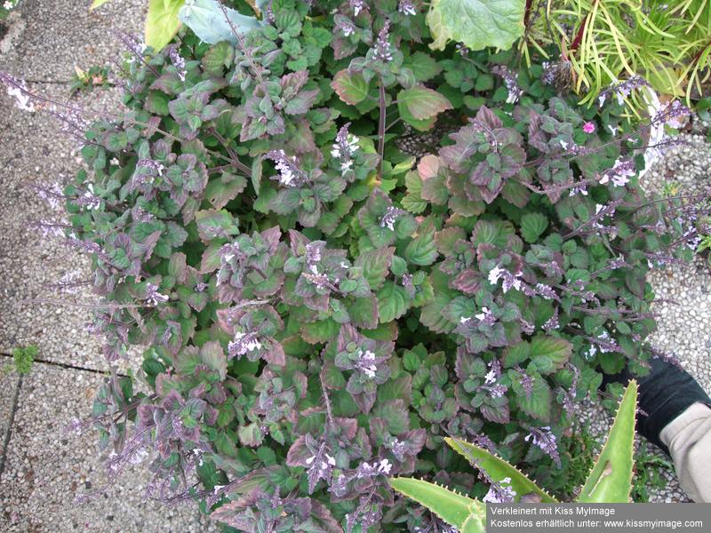 Plectranthus ernstii_klein.jpg