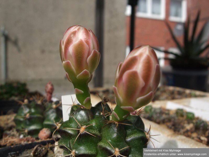 Gymnocalycium damsii_klein.jpg