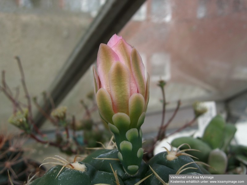 Gymnocalycium denudatum Jan Suba_klein.jpg