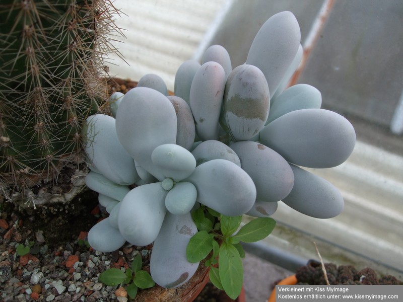 Pachyphytum oviforme_klein.jpg