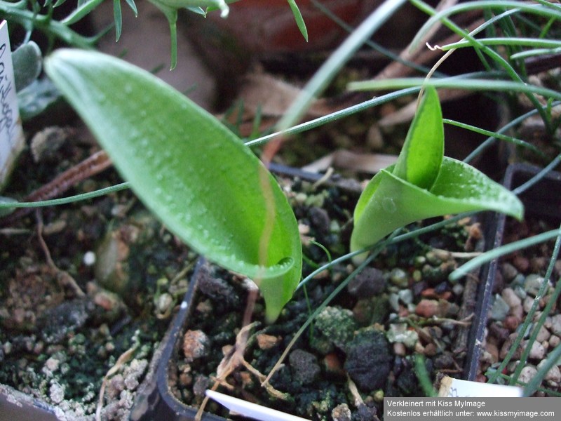 Massonia pustulata_klein.jpg