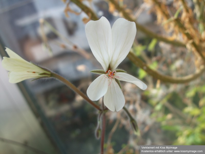 Pelargonium barklyi_klein.jpg