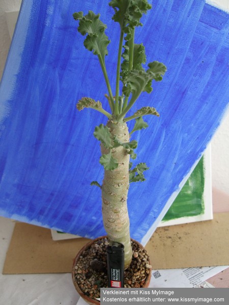 Pelargonium klinghardtense_klein.jpg