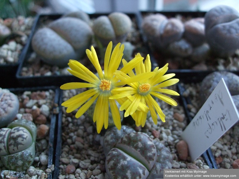 Lithops dorotheae_klein.jpg