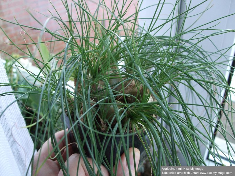 Albuca Augrabies Hill.jpg