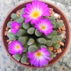 Frithia pulchra 1