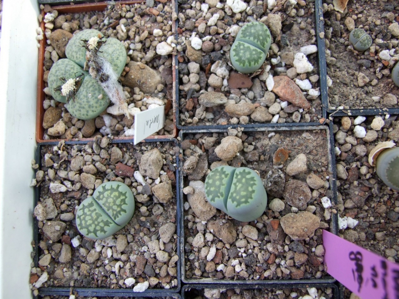 L. julii cv. fullergreen 10-11.2009 161