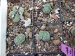 L. julii cv. fullergreen 10-11.2009 161