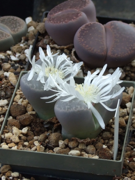 L. marmorata ssp. marmorata 10-11.2009 116
