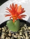 Conophytum Hybr. 1