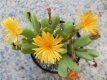 C. bilobum ssp. frutescens 1