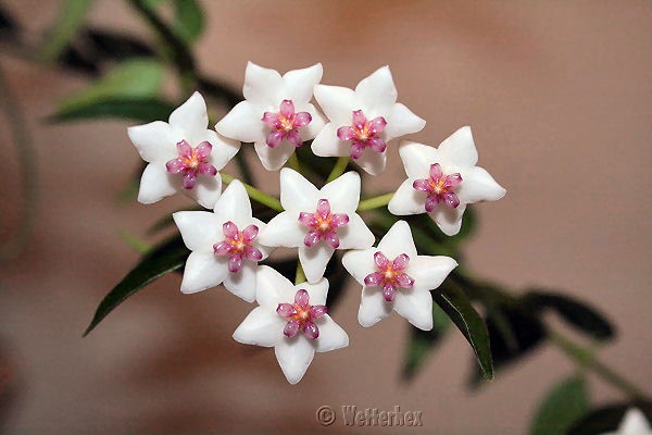 Hoya bella