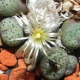 C. meleagris