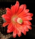 echinocereussanpedroensis-wettbewerb-2