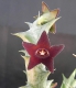 Caralluma hesperidum 1