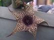 Huernia stapelioides