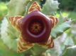 Huernia confusa