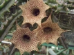 Huernia hislopii