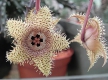 Huernia hystrix I