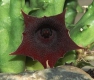 Huernia keniensis